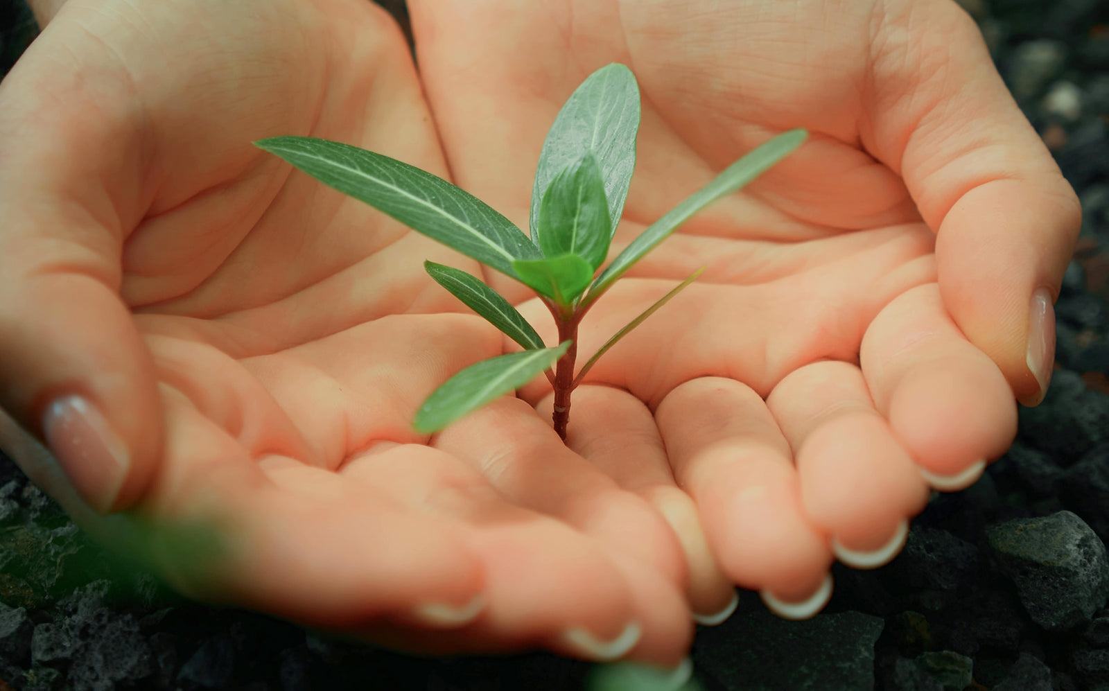 Small green plant held in a person's hands with a blurred natural background